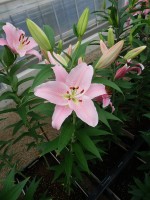 [5243 Emani No01.JPG]